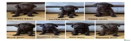 Labrador Retriever dogs for sale: Beautiful KC Chocolate Labrador Retriever Puppies - Advert 1
