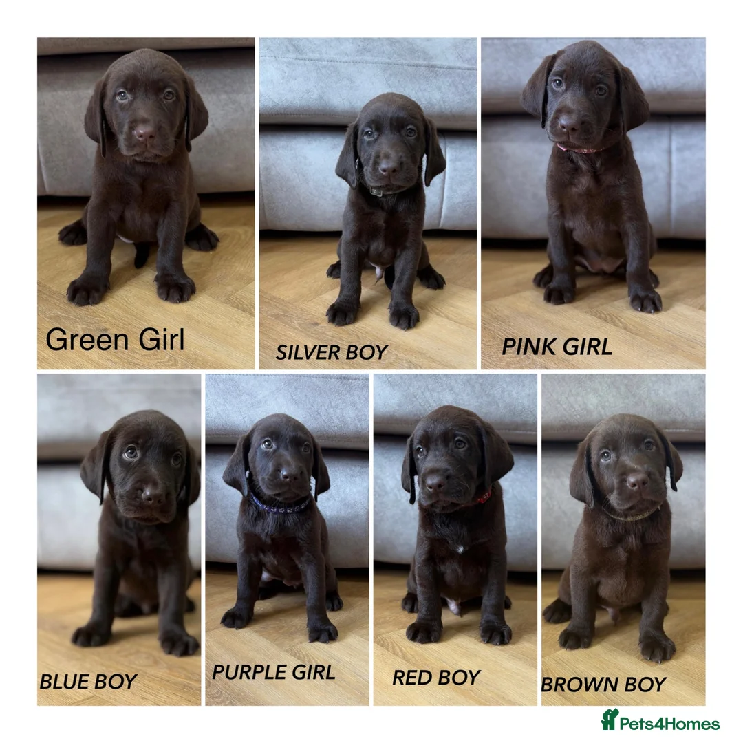 Labrador Retriever dogs for sale: Beautiful KC Chocolate Labrador Retriever Puppies - Advert 1