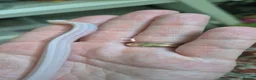 Corn Snake reptiles for sale: Baby corn snakes for sale  - Advert 17