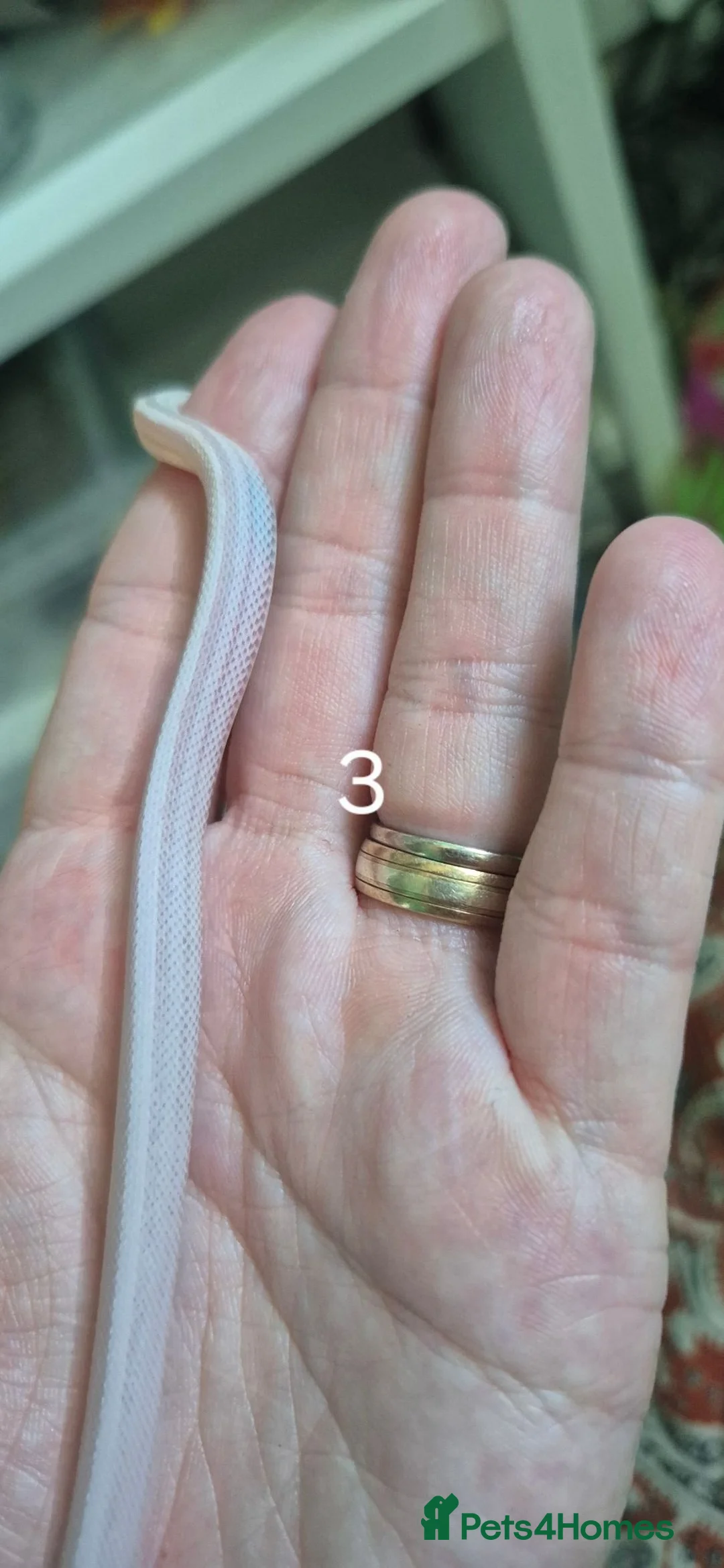 Corn Snake reptiles for sale: Baby corn snakes for sale  - Advert 17
