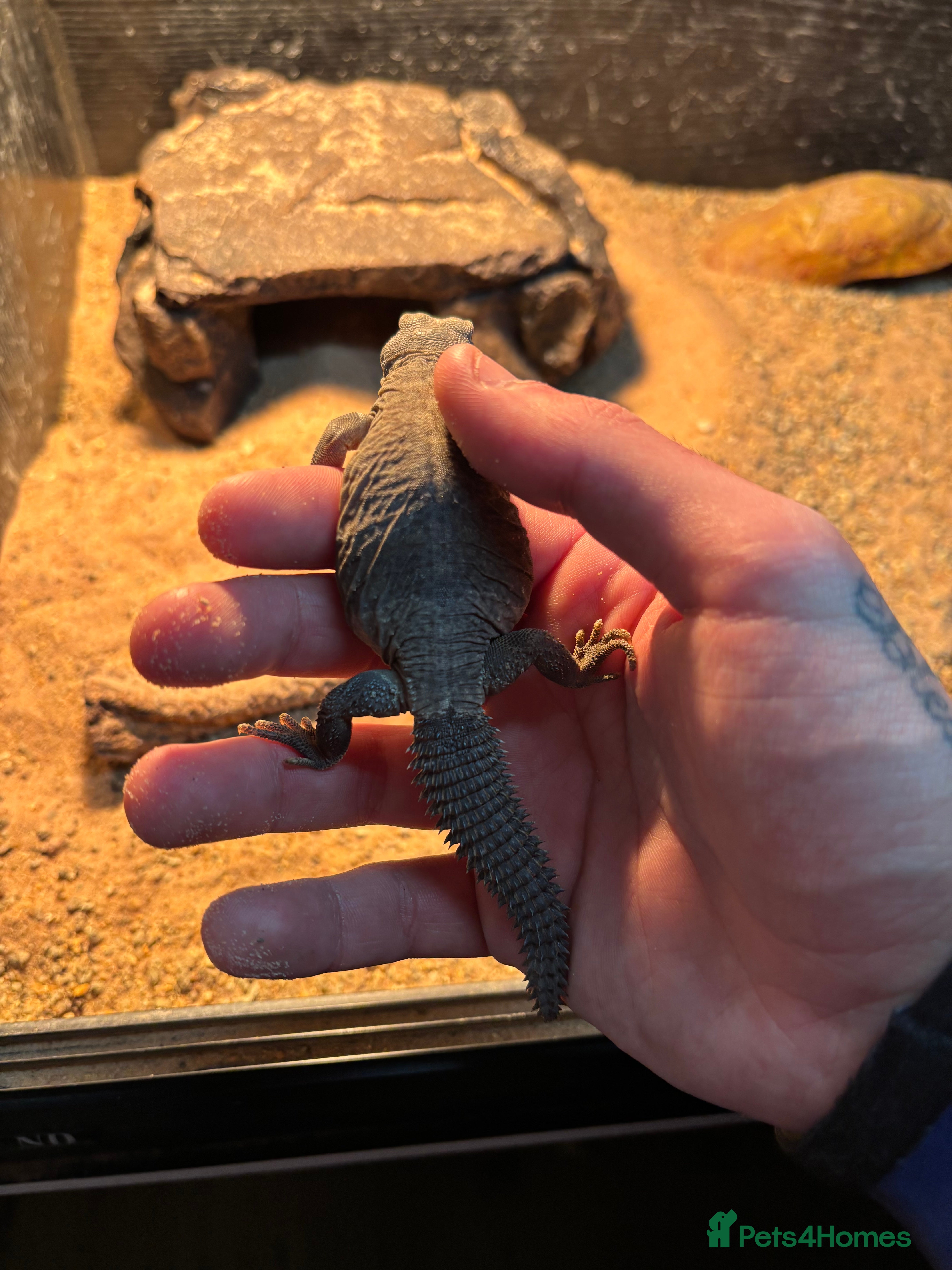 Lizard reptiles Egyptian uromastyx aegyptia Baby  - Advert 2