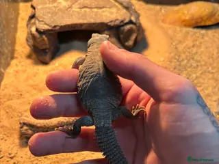 Lizard reptiles Egyptian uromastyx aegyptia Baby - Advert 2