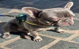French Bulldog dogs for sale: 12 month old male lilac French bulldog  - Image 3