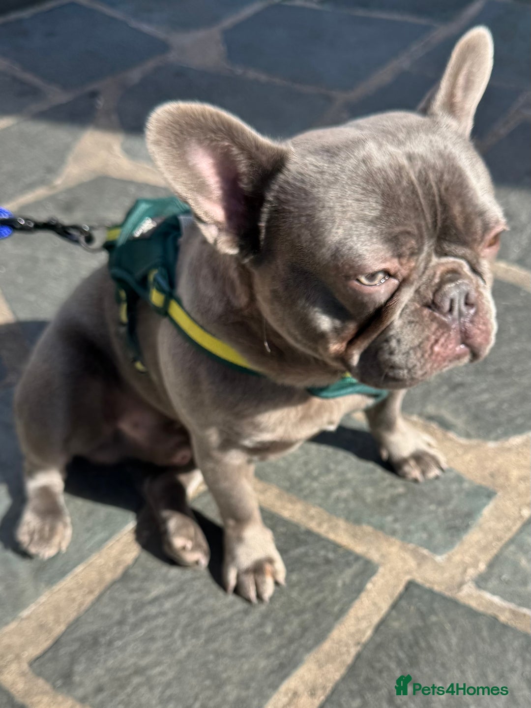 French Bulldog dogs for sale: 12 month old male lilac French bulldog  - Image 3