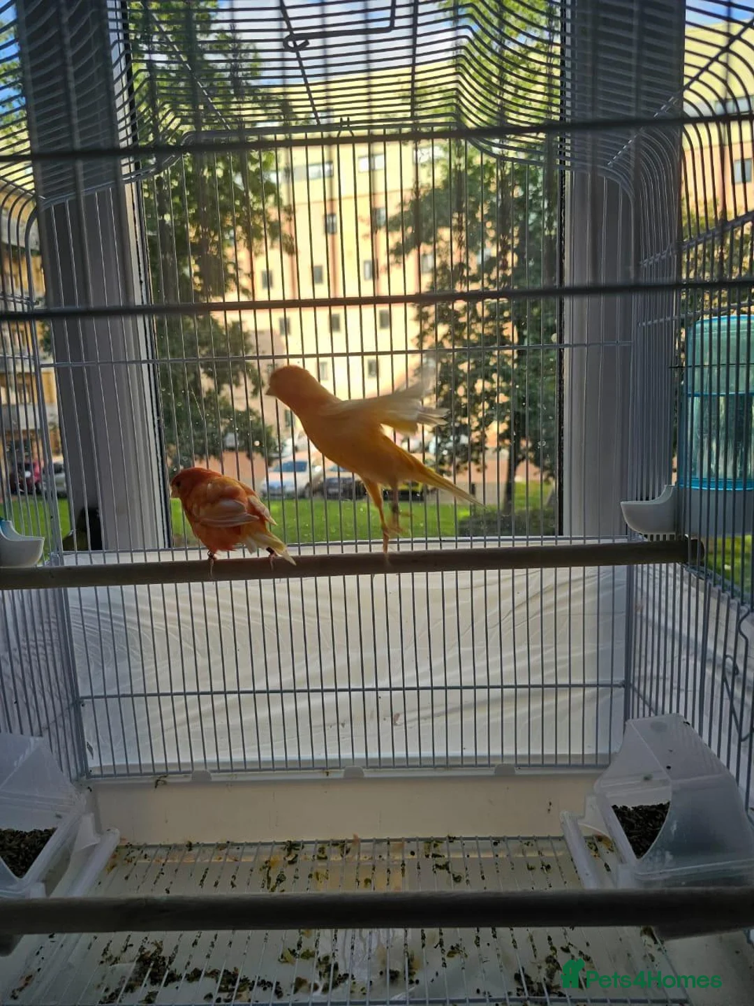 Canaries birds for sale: 2 cannaries - Advert 2