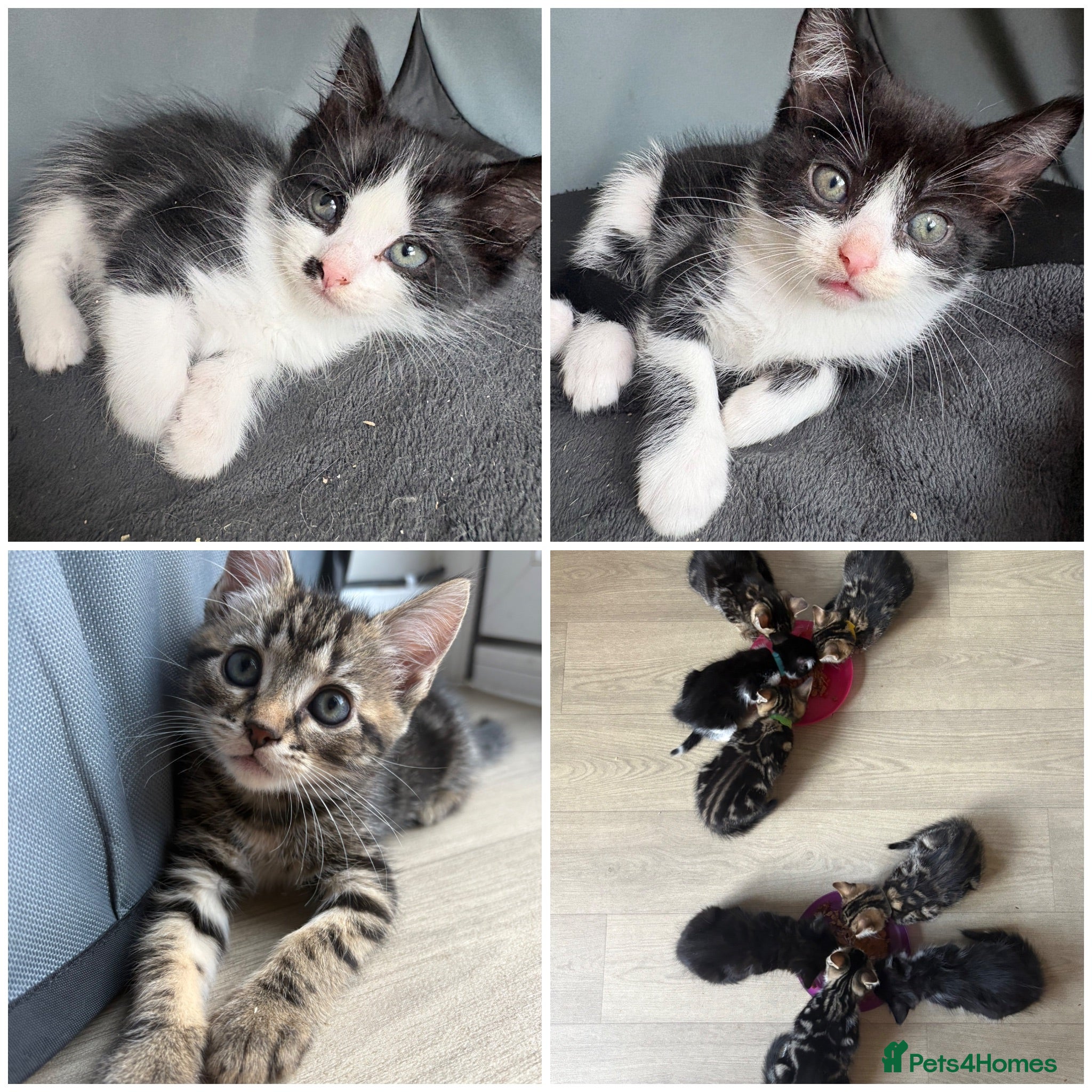 Mixed Breed cats Beautiful kittens for sale *3 remaining* - Advert 19