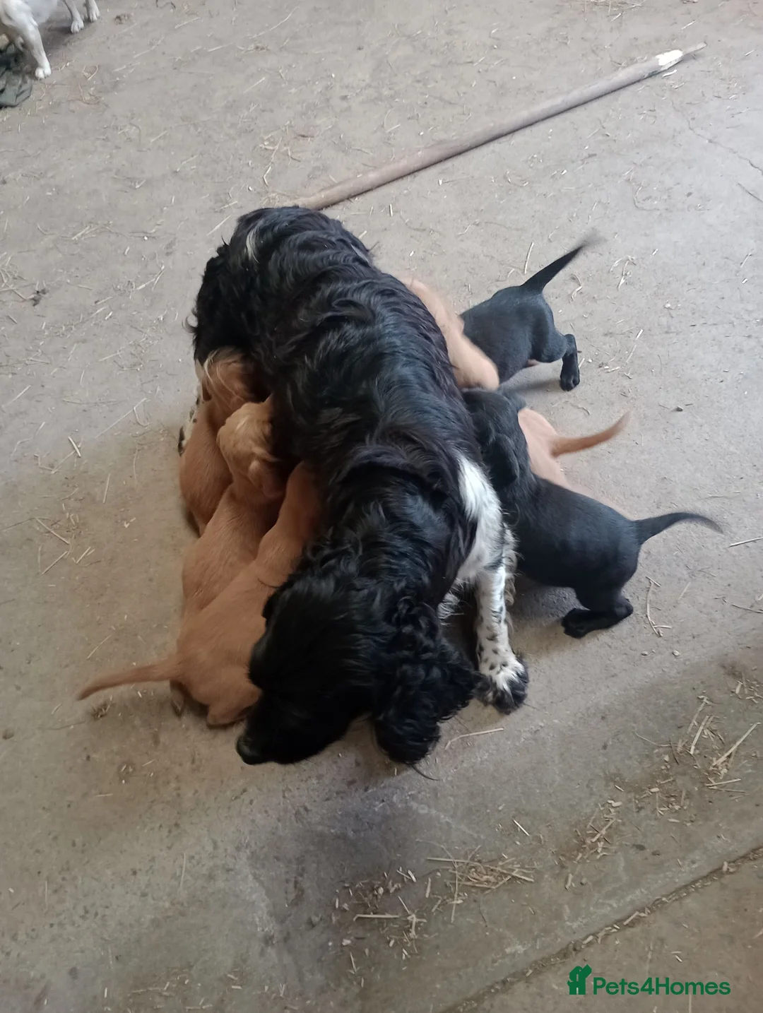 Springador dogs for sale: Adorable Springador puppies  - Advert 2