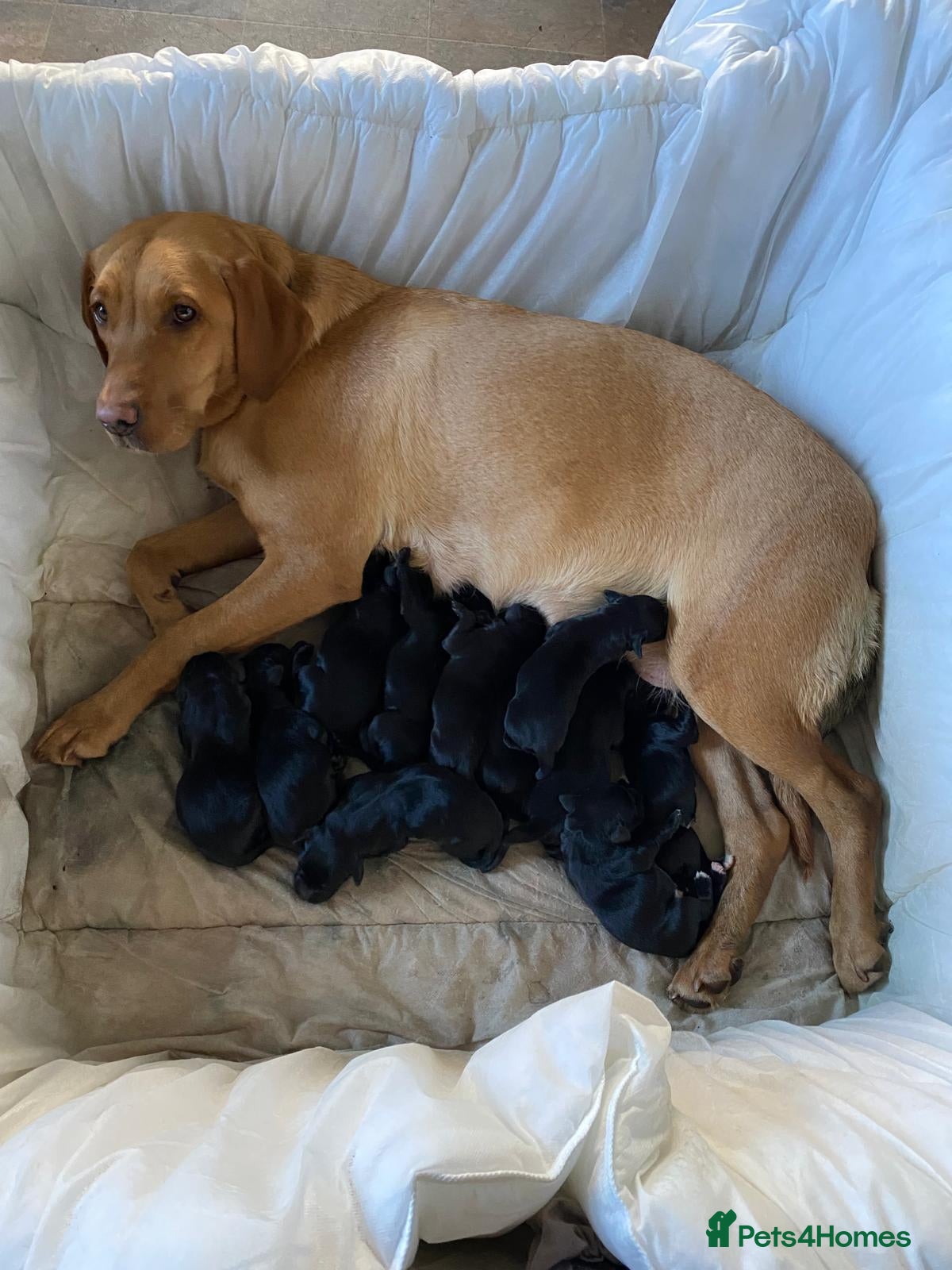 Mixed Breed dogs Labrador cross puppies - Advert 9