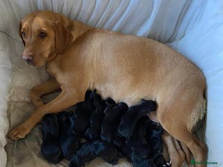 Mixed Breed dogs Labrador cross puppies - Advert 11