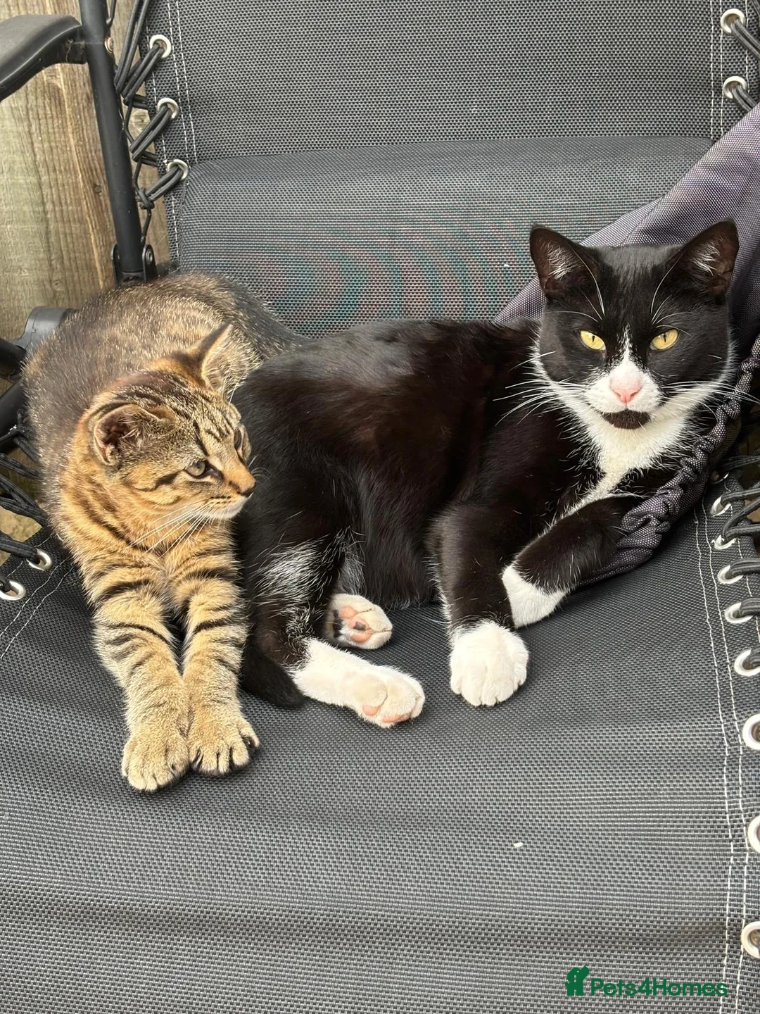 Mixed Breed cats for sale: Little Tiger🐯  in Barking - Advert 17