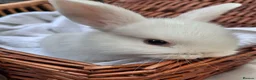 Mini Lop rabbits for sale: 6x Pure breed mini lop baby rabbits - Advert 32