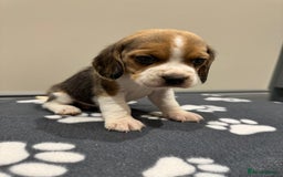 Beagle dogs for sale: Beautiful KC Beagle pups  - Image 3