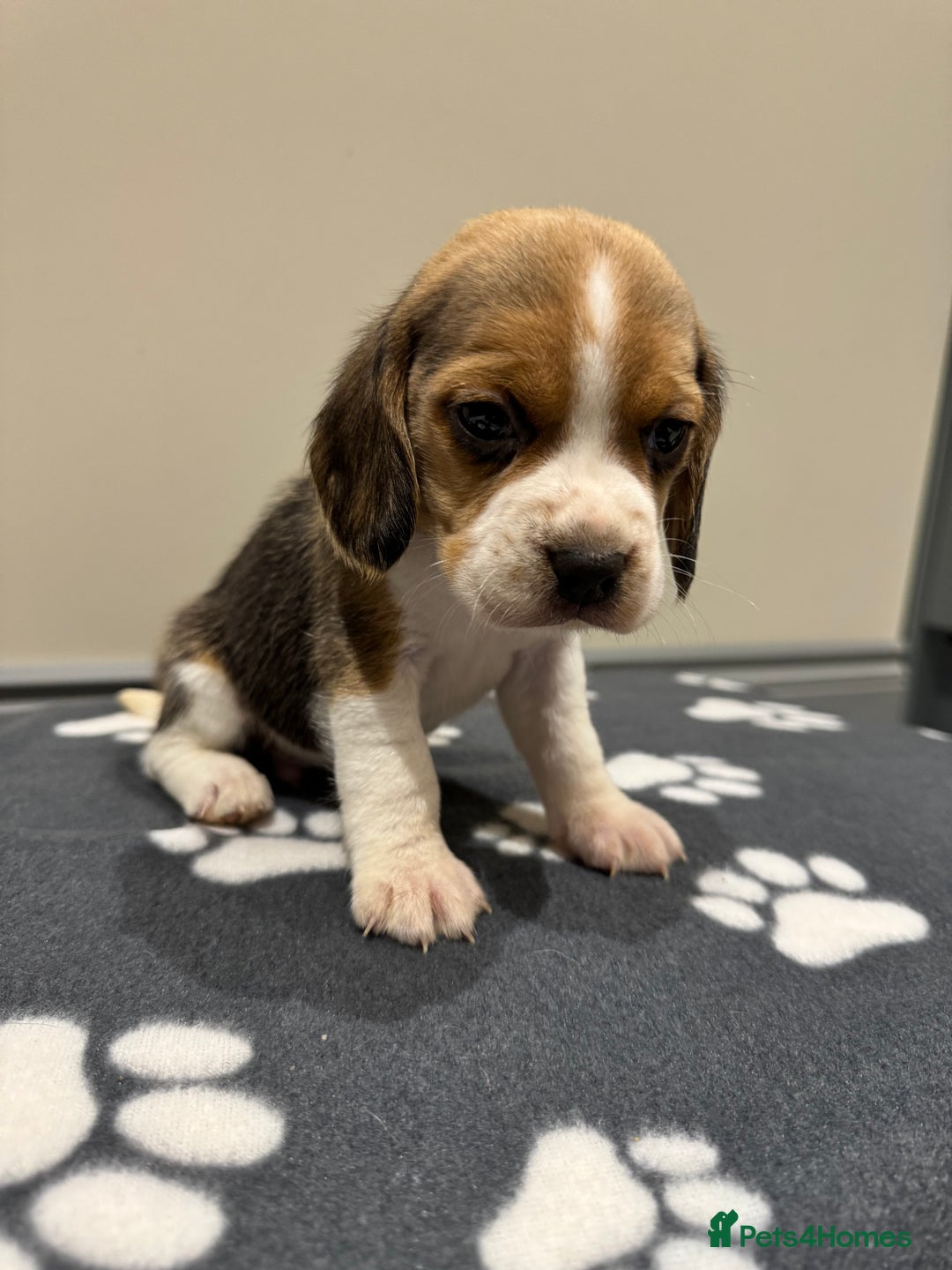 Beagle dogs for sale: Beautiful KC Beagle pups  - Image 3