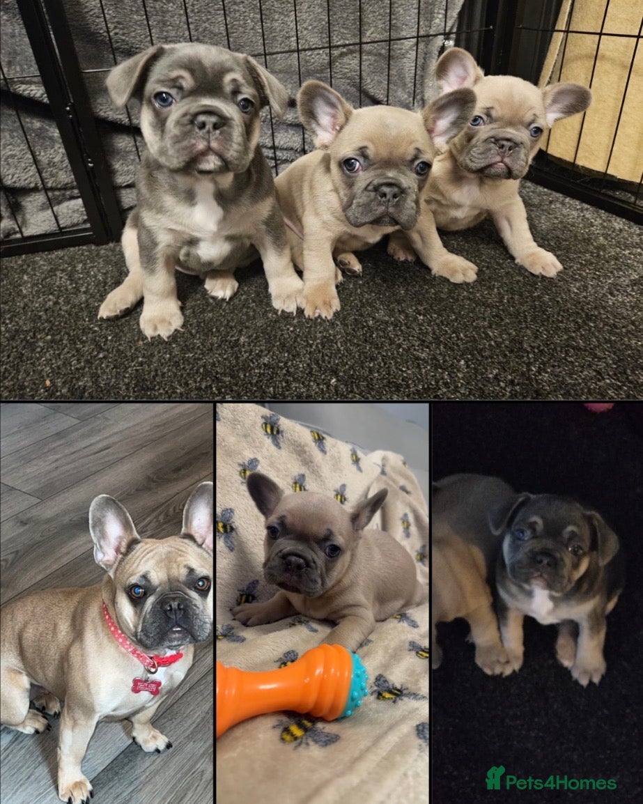 French Bulldog dogs French bulldogs puppies  - Advert 7