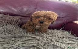 Toy Poodle dogs for sale: Red KC Toy Poodle Puppies. Ready Now!!  - Image 8
