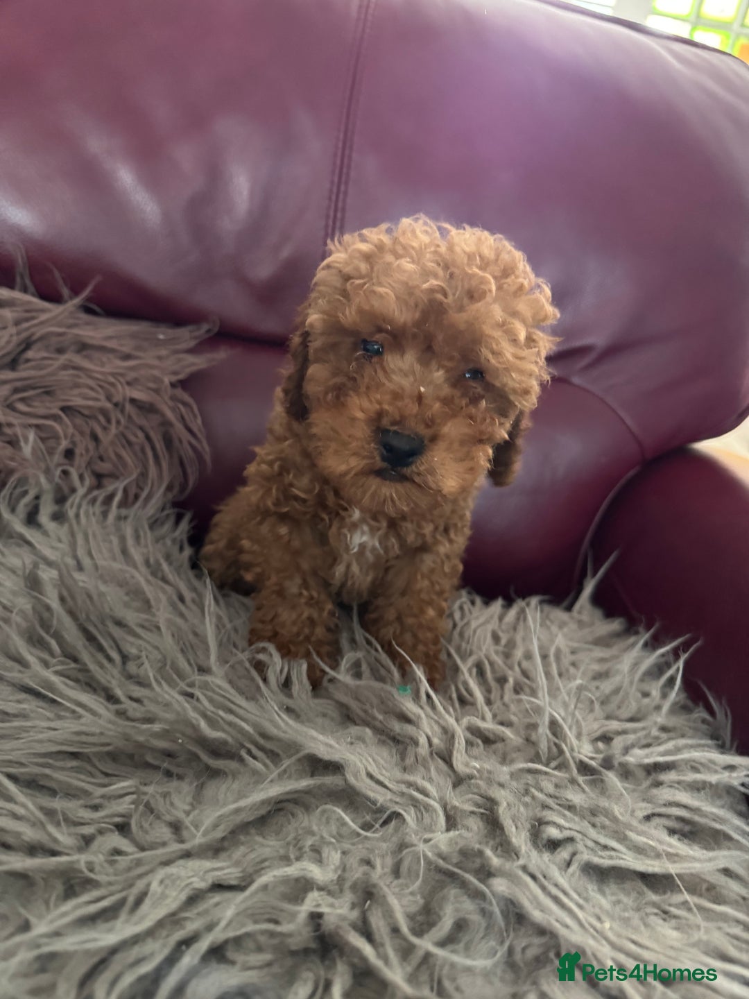 Toy Poodle dogs for sale: Red KC Toy Poodle Puppies. Ready Now!!  - Image 8