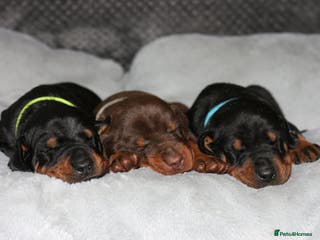 Dobermann dogs Evalesco Dobermanns - Advert 4