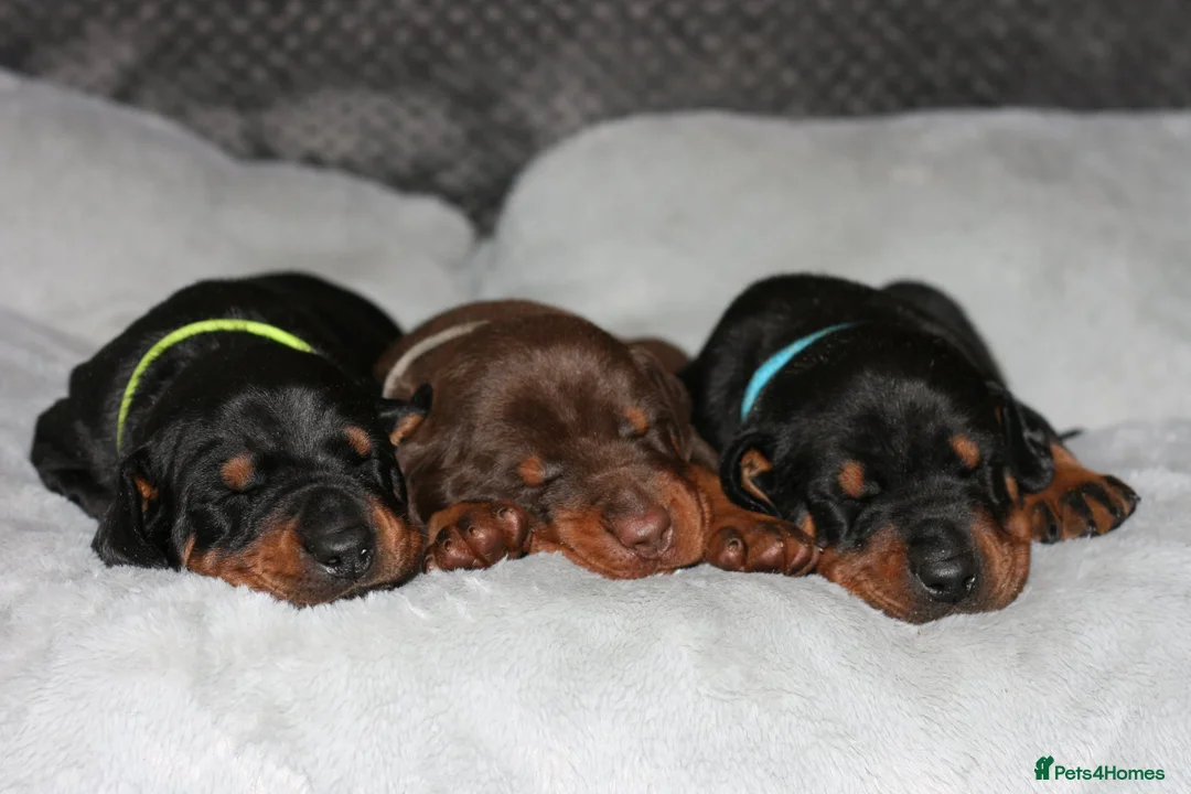 Dobermann dogs for sale: Evalesco Dobermanns - Advert 7