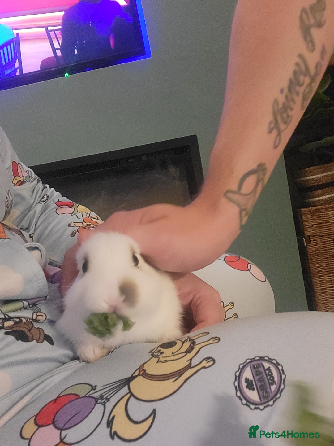 Netherland Dwarf rabbits for sale: Netherland Dwarf looking for amazing home - Image 6