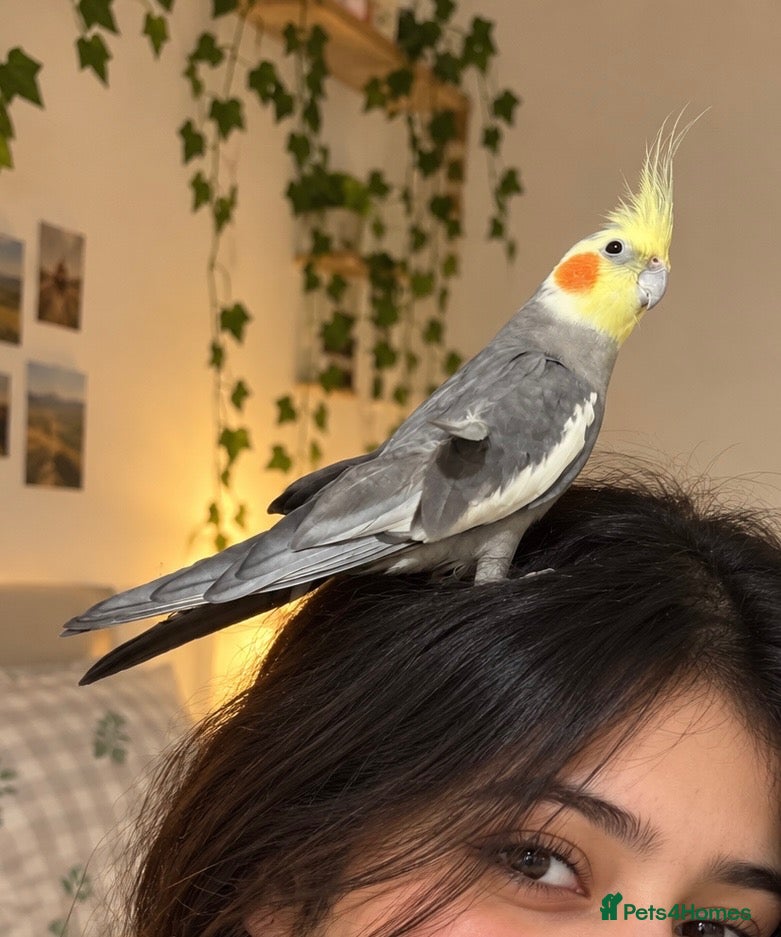 Cockatiels birds Two Beautiful Cockatiels for Sale – Lemon & Ozi 🦜 - Advert 5