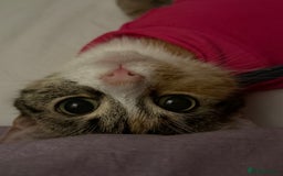 Mixed Breed cats for sale: Half Maine Coon Half Khao Manee cat  - Image 2