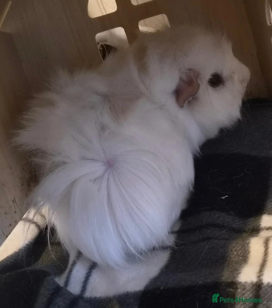 Guinea Pig rodents for sale: 🐹 2 BONDED MALE GUINEA PIGS — COTTON & FUDGE 🐹 in Swansea - Advert 2