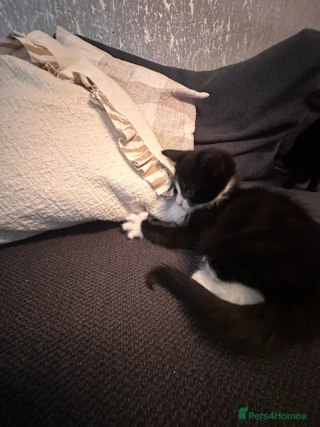 Mixed Breed cats for sale:  Premium Quality Female Kittens Panda, Luna & Nova - Advert 2