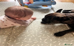 French Bulldog dogs for sale: French bulldog 1 year old  - Image 3