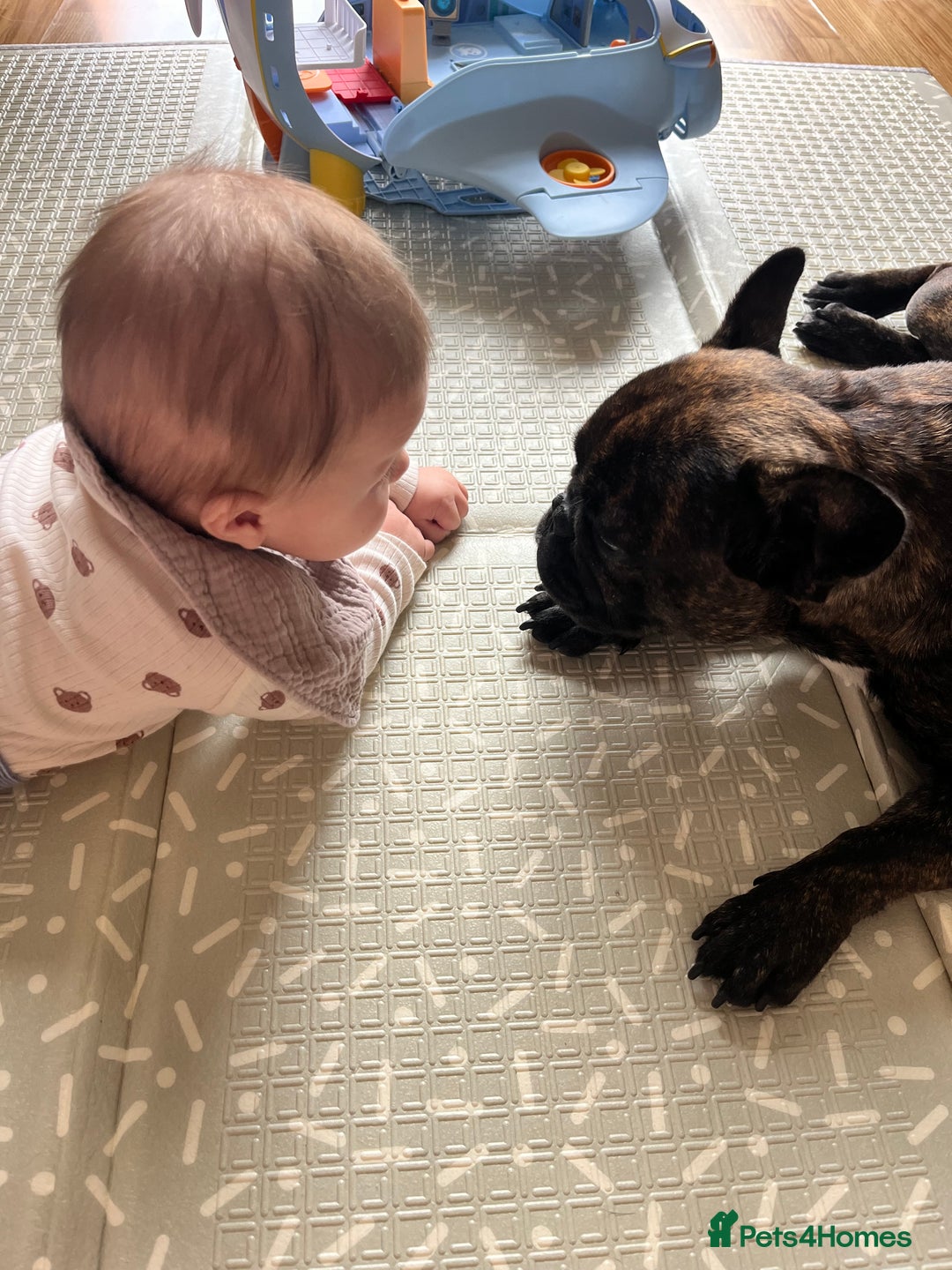 French Bulldog dogs for sale: French bulldog 1 year old  - Image 3