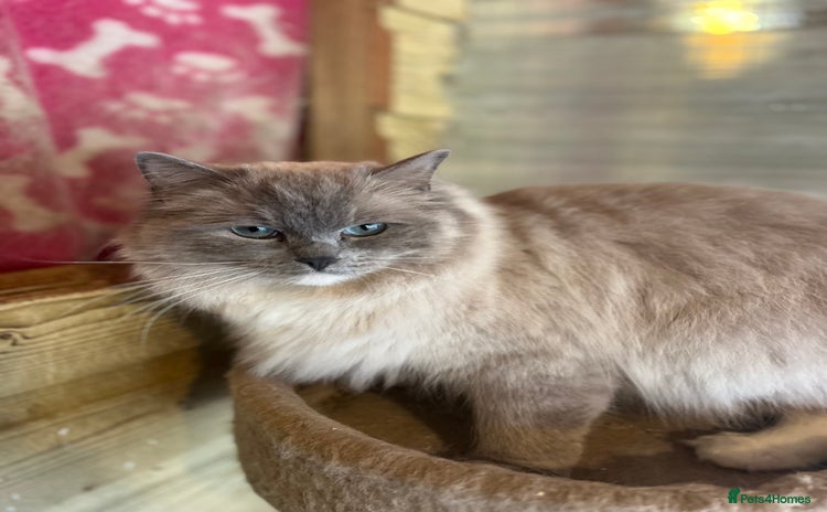 Ragdoll cats - Advert 6