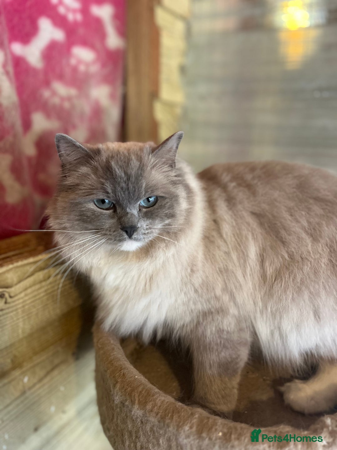 Ragdoll cats for sale: Adult female mink ragdolls  - Image 2