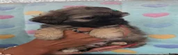 Mixed Breed dogs for sale: Peakapoo puppies 🐶  - Advert 19