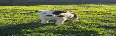 Border Collie Puppy 3