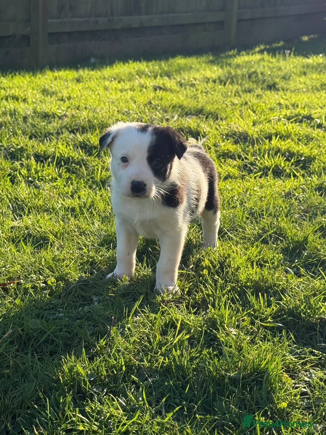 Border Collie dogs for sale: Border collie puppies seeking working/active homes - Advert 29