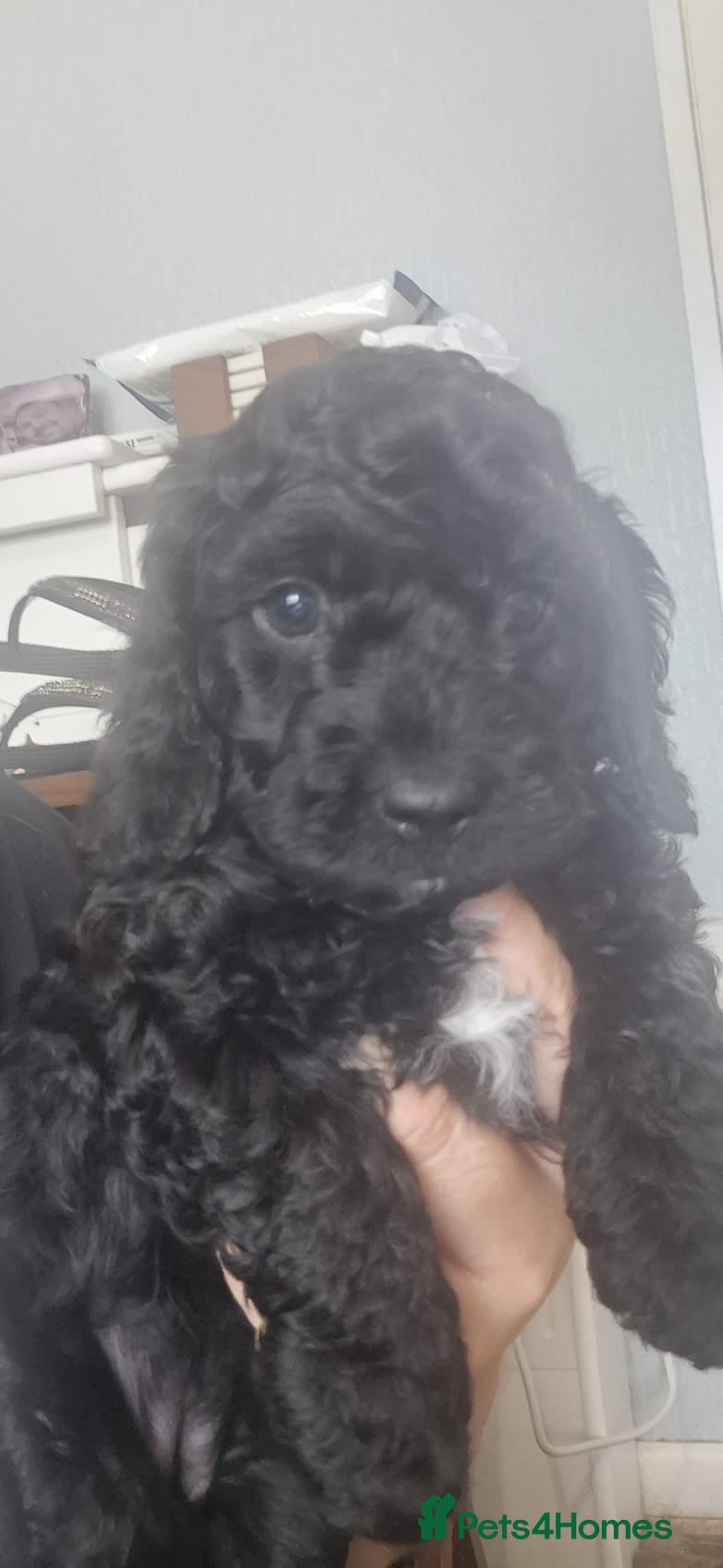 Cockapoo dogs 1 beautiful girl puppy still available ❤️ - Advert 2