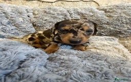 Miniature Dachshund dogs for sale: 🐶Beautiful Dachshunds puppies🐶 - Image 5
