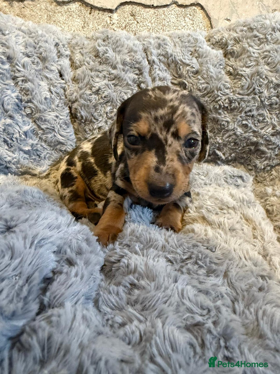 Miniature Dachshund dogs for sale: 🐶Beautiful Dachshunds puppies🐶 - Image 5