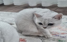 British Shorthair cats for sale: Scotish sorthair chinchilla  - Image 3