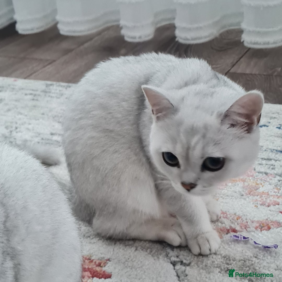 British Shorthair cats for sale: Scotish sorthair chinchilla  - Image 3
