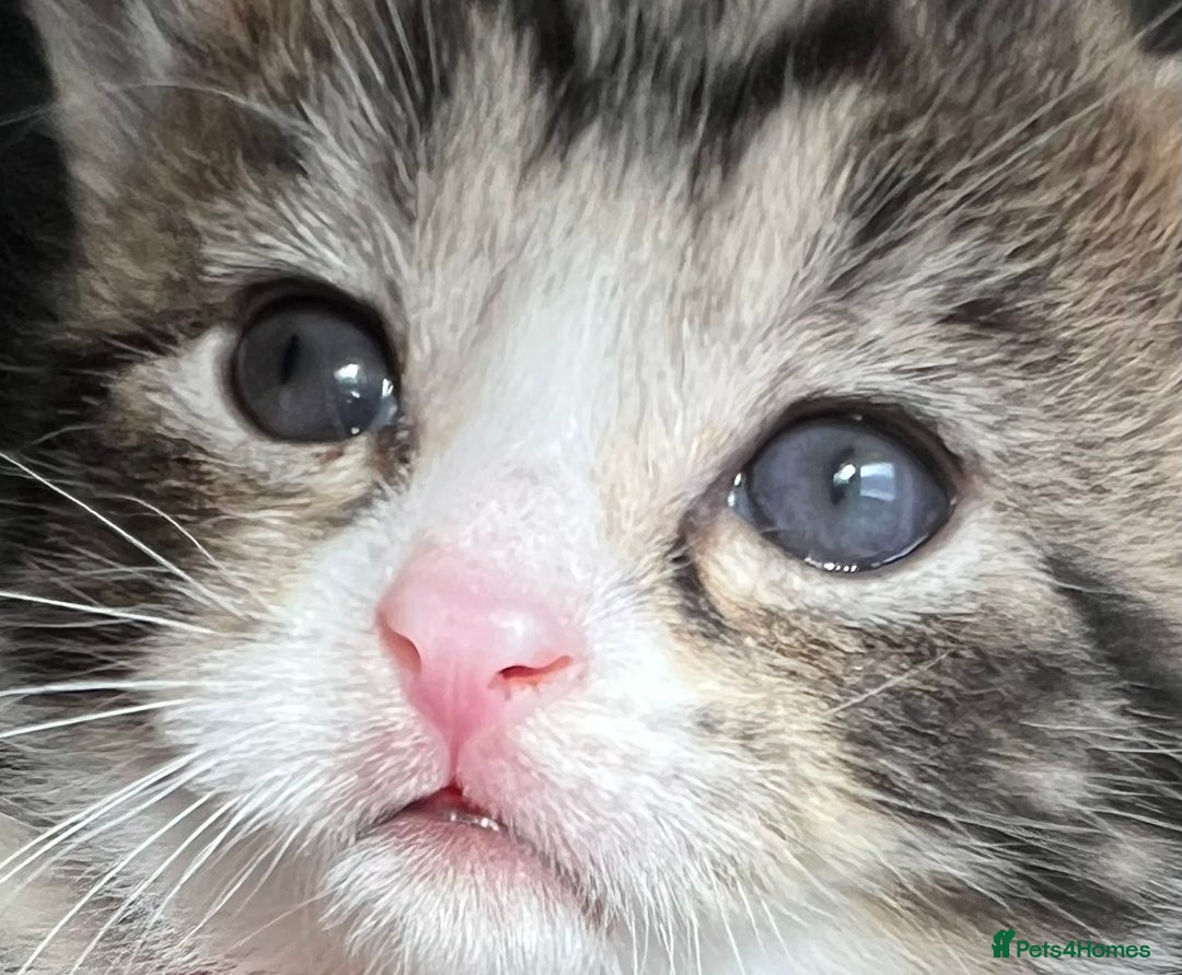 Mixed Breed cats for sale: 4  GORGEOUS TABBY/TORTOISHELL GIRLS.   - Image 31