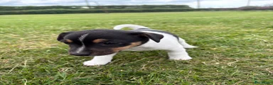 Jack Russell 3