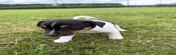 Jack Russell dogs for sale: The cutest girl puppies  - Advert 12