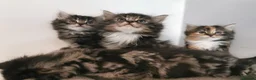 Mixed Breed cats for sale: Absolutely stunning kittens looking for a new home - Advert 19