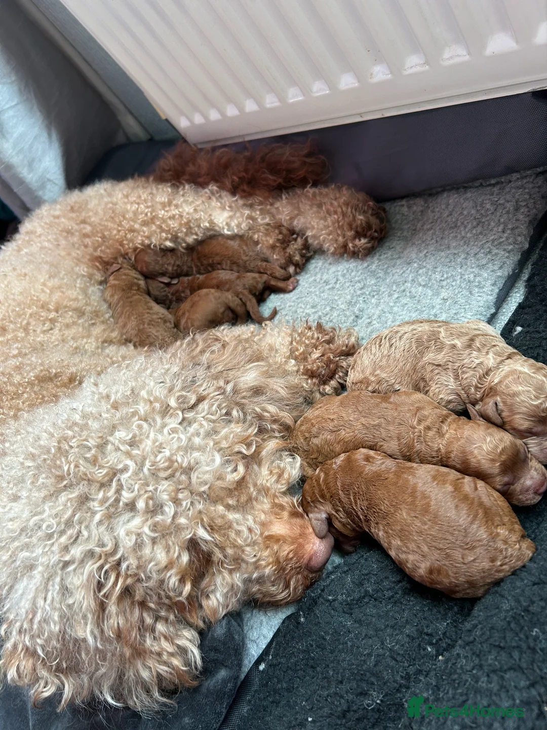 Labradoodle dogs for sale: ⭐ Stunning Red F1BB Labradoodle Puppies  - Advert 2