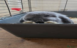 French Lop rabbits for sale: Beautiful French Lop Bunnies - Image 1