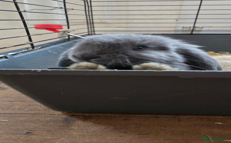 French Lop rabbits - Advert 1