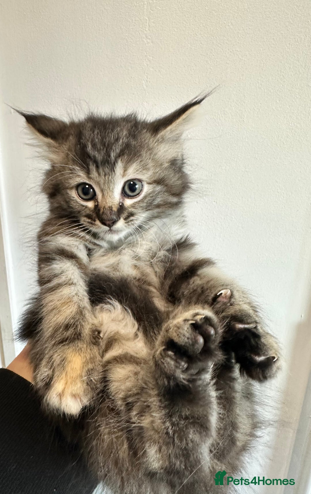 Maine Coon cats for sale: We have 4  sweet English Maine coon kittens❣️ - Advert 10