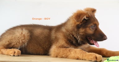German Shepherd dogs - Advert 2