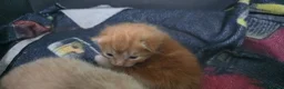 British Longhair cats for sale: British Longhair cross kittens - Advert 7