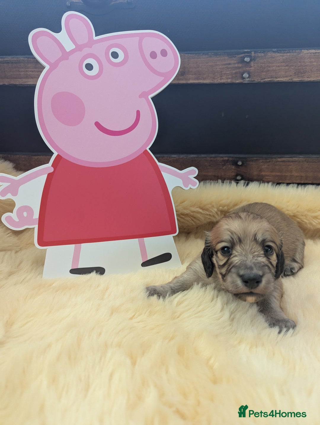 Dachshund dogs for sale: Long haired miniature Dachshunds  - Image 14